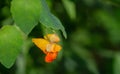 Spotted Jewelweed Ã¢â¬â Impatiens capensis